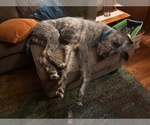 Small #1 Irish Wolfhound