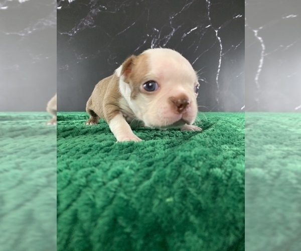 Medium Photo #23 Boston Terrier Puppy For Sale in TULARE, CA, USA