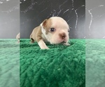 Small #22 Boston Terrier