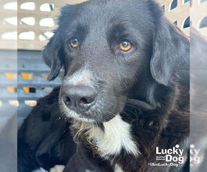 Border Collie-Retriever Mix Dogs for adoption in Washington, DC, USA