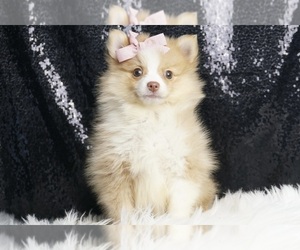 Pomeranian Litter for sale in WARSAW, IN, USA