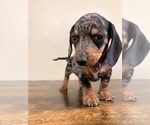 Small #5 Dachshund