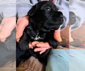 Mastador-Saint Bernard Mix Puppy for sale in COOK, MN, USA