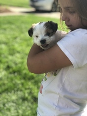 Morkie Puppy for sale in PALATINE, IL, USA