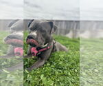 Small #22 American Staffordshire Terrier