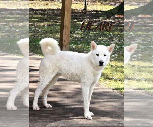 Medium Photo #3 Siberian Husky Puppy For Sale in Severn, MD, USA