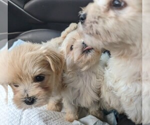 Morkie Puppy for Sale in RATTAN, Oklahoma USA