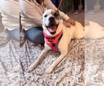 Small #6 Boxer Mix