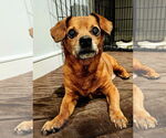 Small Chiweenie