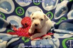 Small Photo #1 Dogo Argentino Puppy For Sale in JANE, MO, USA