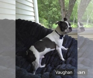 Boston Terrier Puppy for sale in MINERAL WELLS, WV, USA