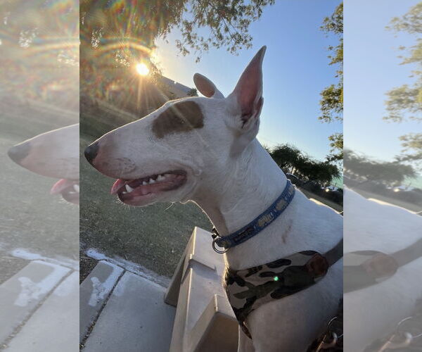 Medium Photo #1 Bull Terrier-Unknown Mix Puppy For Sale in Chandler, AZ, USA