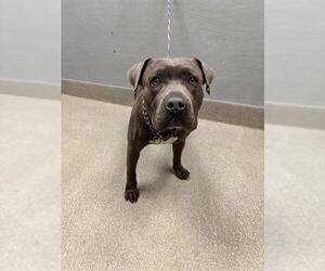 Mutt Dogs for adoption in Las Vegas, NV, USA