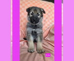 Small #2 American Pit Bull Terrier Mix