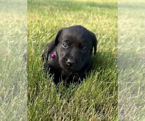 Medium Photo #20 Labrador Retriever Puppy For Sale in FREDERICKSBG, OH, USA