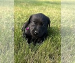 Small Photo #20 Labrador Retriever Puppy For Sale in FREDERICKSBG, OH, USA