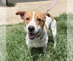 Small #1 Cardigan Welsh Corgi Mix