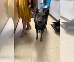 Small German Shepherd Dog