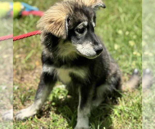 Medium Photo #3 Huskies -Unknown Mix Puppy For Sale in Yardley, PA, USA
