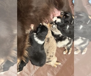 Miniature Australian Shepherd Litter for sale in CANON, GA, USA