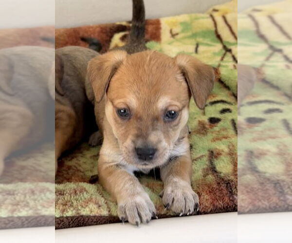 Medium Photo #3 Labrador Retriever-Unknown Mix Puppy For Sale in Bolivar, MO, USA