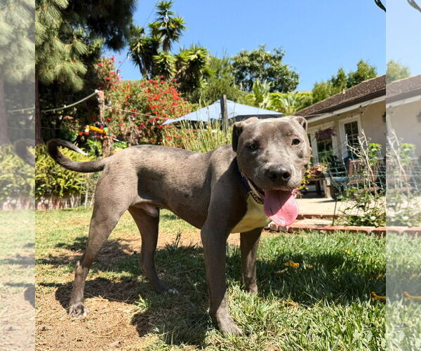 Medium Photo #3 Labrador Retriever-Staffordshire Bull Terrier Mix Puppy For Sale in San Juan Capistrano, CA, USA