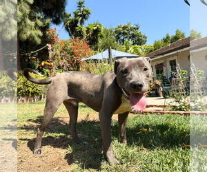Scottie - Male Labrador Retriever-Staffordshire Bull Terrier Mix Dog for Adoption - Photo #3