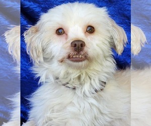 Mal-Shi Dogs for adoption in Cuba, NY, USA