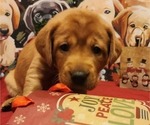 Small Photo #10 Labrador Retriever Puppy For Sale in BUFFALO, NY, USA