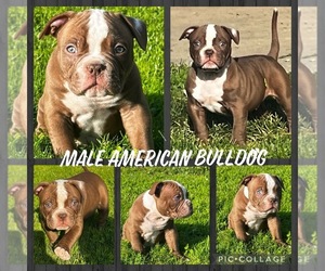 American Bulldog Puppy for sale in COLUMBIA STA, OH, USA
