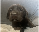 Small Photo #4 Labrador Retriever Puppy For Sale in MANSFIELD, MO, USA