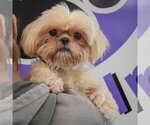 Small #5 Shih Tzu