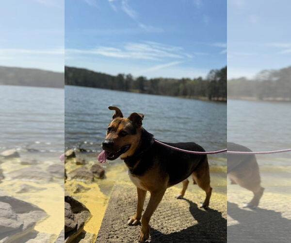 Medium Photo #9 Mutt Puppy For Sale in Woodbury, NY, USA