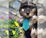 Small Photo #4 Bernedoodle Puppy For Sale in OVERLAND PARK, KS, USA