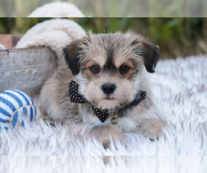 Schnau-Tzu Puppy for sale in SYRACUSE, IN, USA