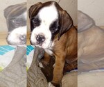 Puppy Puppy 1 Boxer