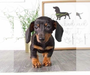Dachshund Puppy for sale in RED LION, PA, USA