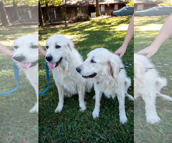 Medium Photo #17 Great Pyrenees Puppy For Sale in Spring, TX, USA