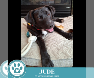 Labrador Retriever-Unknown Mix Dogs for adoption in Kimberton, PA, USA