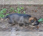 Small #3 German Shepherd Dog