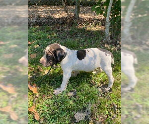 Medium Photo #4 Chinese Shar-Pei-Unknown Mix Puppy For Sale in Wakefield, RI, USA