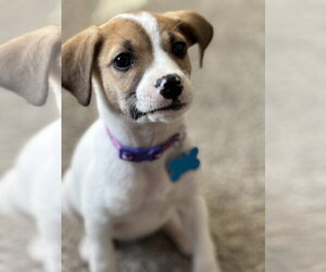 Mutt Dogs for adoption in Plainfield, IL, USA