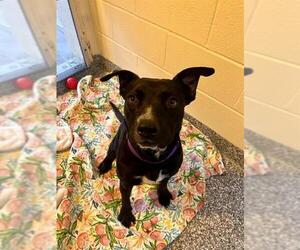 Labrador Retriever-Unknown Mix Dogs for adoption in Brewster, MA, USA