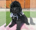 Small Photo #2 Poodle (Standard) Puppy For Sale in GILROY, CA, USA