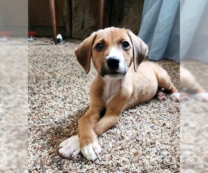 Beagle-Unknown Mix Dogs for adoption in Genesee, WI, USA