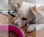 Small #6 American Eskimo Dog Mix