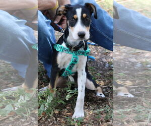 Aussiedor Dogs for adoption in Bandera, TX, USA