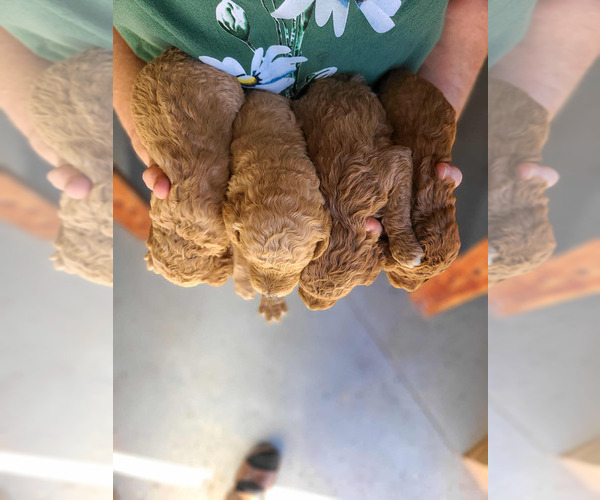 Medium Photo #2 Poodle (Standard) Puppy For Sale in WAGENER, SC, USA