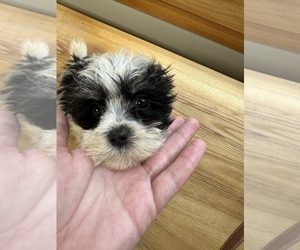 Maltipoo Puppy for sale in LUDLOW, MA, USA