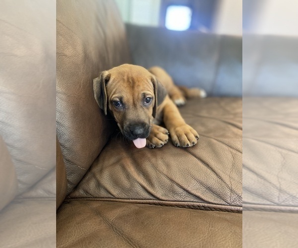 Medium Photo #15 Rhodesian Ridgeback Puppy For Sale in KELLER, TX, USA